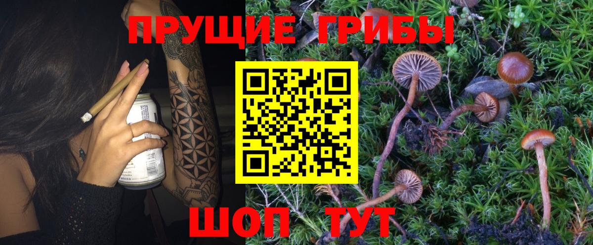 Галлюциногенные грибы Psilocybe Санкт-Петербург